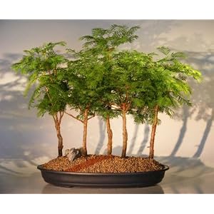 Bonsai Mini Forest