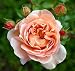 Englische Rose 