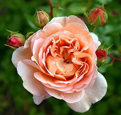Englische Rose