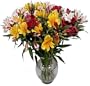 Peruvian Lilies - Fresh Cut Flowers - Single Bouquet - 25 Stems - Free Fast Shipping