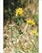 Photographic Prints of Bird s-foot / Birdsfoot TREFOIL from Ardea Wildlife Pets