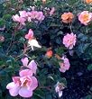 Amber Floral Carpet Rose Two Gallon Plant