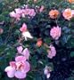 Amber Floral Carpet Rose Two Gallon Plant