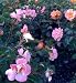 Amber Floral Carpet Rose Two Gallon Plant
