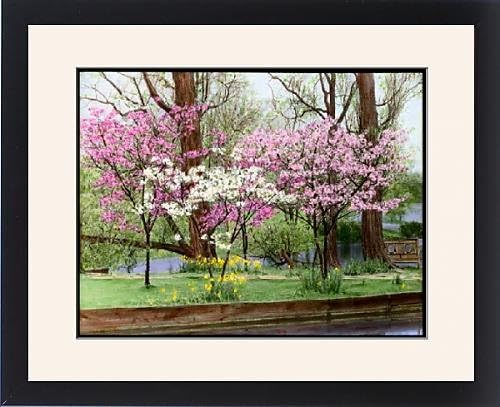 Framed Artwork of Prunus (Flowering Cherry Tree) in blossom