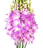 Fresh Flowers - Pink Dendrobium Orchids