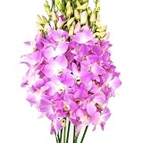 Fresh Flowers - Pink Dendrobium Orchids