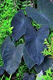 Black Magic Elephants Ear - Gothic - Colocasia - 4