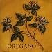 Oregano PREMIUM GRADE Rolled CANVAS Art Print Kate McRostie 8x8