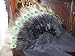 Black Marabou Feather Fan Peacock Eyes