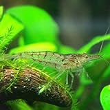 ミナミヌマエビ　10匹＋死着補償1匹　エビ 飼育用・餌用にも