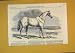 1851 Race Horse Tam O'Shanter Buenos Ayres Sport Print