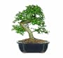 Brussel's Chinese Elm Bonsai