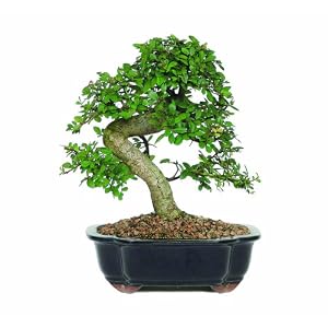 Brussel's Chinese Elm Bonsai by 