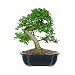 Brussel's Chinese Elm Bonsai