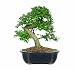 Brussel's Chinese Elm Bonsai