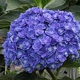 �����������桼�ߡ��ȥ����㥶��3.5��ݥå�[�桼�ߡ����꡼��][��Ƥ륢������]