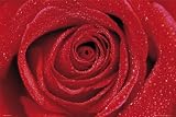 フォト『DESIRE ROSE/薔薇』フラワーポスター