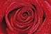 �ե��ȡ�DESIRE ROSE/�鯡٥ե��ݥ�����