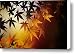 Japanese Maple Leaf Canvas Print / Canvas Art - Artist Allan Seiden - Printscapes