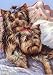 Yorkshire Terrier Bed Bugs All Occasion Cards By Renaud