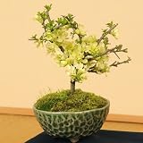 ミニ盆栽：白花長寿梅(瀬戸焼織部釉鉢)*