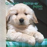 Golden Retriever Puppies 2008 Mini Wall
