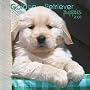 Golden Retriever Puppies 2008 Mini Wall Calendar (German, French and Spanish Edition)