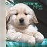 Golden Retriever Puppies 2008 Mini Wall Calendar