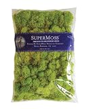 Super Moss 21669 Reindeer Moss Preserved, Chartreuse, 8-Ounce