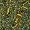 Punch Green Rooibos Tea - 100 Grams