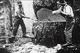 Lumber Industry History Pacific Northwest: Felling Forest Giants (1920s) [DVD] - Logging in the Early Days of the Giant Redwood Sequoias