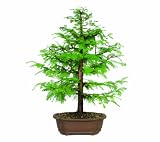Brussel's Dawn Redwood Bonsai