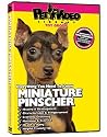 MINIATURE PINSCHER DVD + Dog & Puppy Training