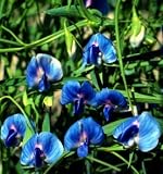 Sky Blue Indian Pea Vine 12 Seeds Lathyrus