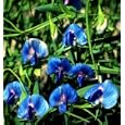 Sky Blue Indian Pea Vine 12 Seeds Lathyrus