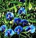 Sky Blue Indian Pea Vine 12 Seeds Lathyrus