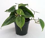 Heart Leaf Philodendron - Easiest House Plant to Grow - 4