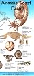 Jurassic Coast Fossils