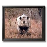 Black Rhinoceros Rhino Animal African Wildlife Wall Picture Black Framed Art Print