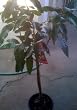 Grafted Mango Tree Gold Nugget, Five Gallon Container