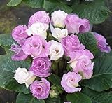 （11月初旬以降お届け予約品） 楽天１位 ☆バラ咲きプリムラ ジュリアン・ブルーベリーのムース　 １株