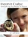 Hermit Crabs: Everything You Need To Know