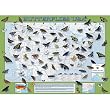 Colorful Neighbors Jigsaw Puzzle 1000pc
