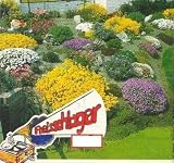 Eigenschaften Dachstauden  / Steingarten Sortiment, 3 Pflanzen Neu