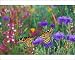 Photographic Prints of Wanderer / MONARCH / Milkweed Butterflies - resting in garden of flowers from Ardea Wildlife Pets