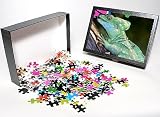 Photo Jigsaw Puzzle of Plumed Basilisk from Ardea Wildlife Pets