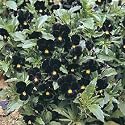 Bowles Black Viola 60 Seeds