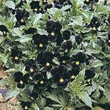 Bowles Black Viola 60 Seeds - GOTHIC