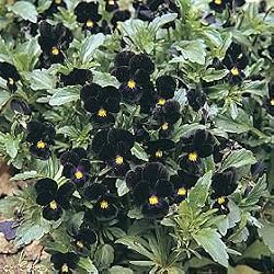 Bowles Black Viola 60 Seeds - GOTHIC